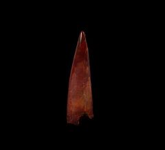 Real Cretaceous Pterosaur tooth for sale | Buried Treasure Fossils