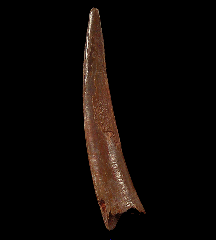 Real Cretaceous Pterosaur tooth for sale