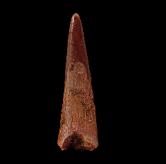 Coloborhynchus tooth for sale 