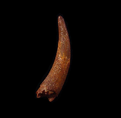 Big Pterosaur tooth for sale | Buried Treasure Fossils