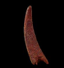 Real Coloborhynchus Pterosaur tooth for sale