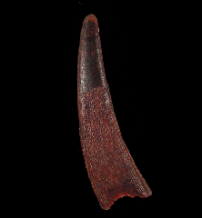Pterosaur dinosaur tooth for sale