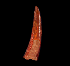 Pterosaur tooth for sale | Buried Treasure Fossils