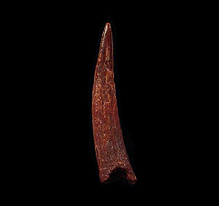 Big Pterosaur tooth for sale | Buried Treasure Fossils