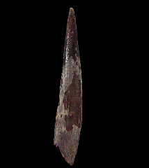 Pterosaur dinosaur tooth for sale