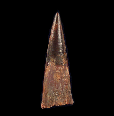 Pterosaur tooth for sale | Buried Treasure Fossils