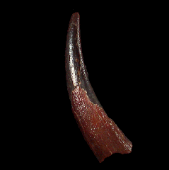 Pterosaur tooth for sale 