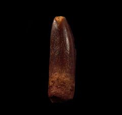 Big Rebbachisaurus garasbae tooth for sale | Buried Treasure Fossils