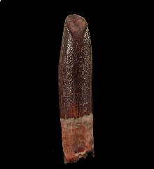 Moroccan sauropod dinosaur tooth for sale