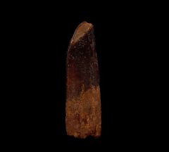 Rebbachisaurus tooth for sale | Buried Treasure Fossils
