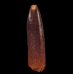 Moroccan sauropod dinosaur tooth for sale