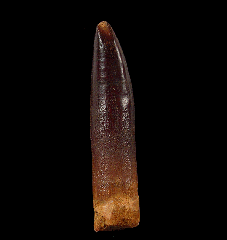 Kem Kem Titanosaur tooth 