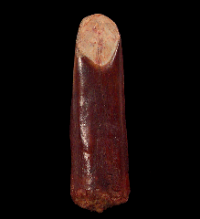 Moroccan sauropod dinosaur tooth for sale