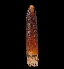 Big Rebbachisaurus garasbae tooth for sale 