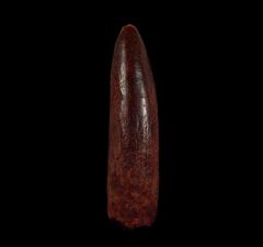 Big Rebbachisaurus garasbae tooth for sale | Buried Treasure Fossils
