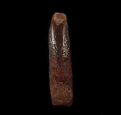 Kem Kem sauropod dinosaur tooth for sale | Buried Treasure Fossils