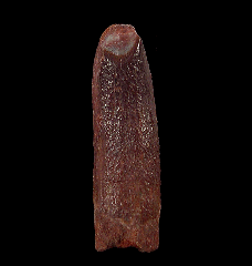 Moroccan sauropod tooth for sale 