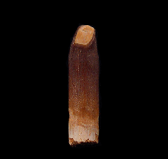 Kem Kem sauropod dinosaur tooth for sale | Buried Treasure Fossils