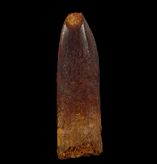 Moroccan sauropod dinosaur tooth for sale
