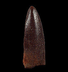 Moroccan Titanosaur tooth 