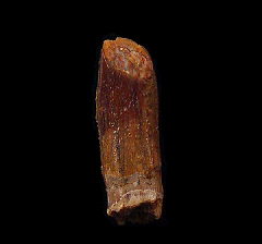 Moroccan Titanosaur dinosaur tooth for sale | Buried Treasure Fossils