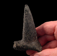 Spicomellus afer spike  | Buried Treasure Fossils