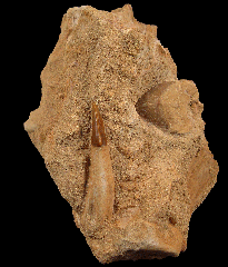 Onchosaurus maroccanus sawfish tooth from Morocco
