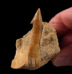 Onchosaurus maroccanus  sawfish rostal tooth