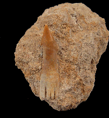 Onchosaurus maroccanus sawfish tooth