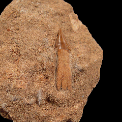 Onchosaurus maroccanus sawfish rostal tooth for sale