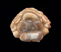 Phyllodus toliapicus          