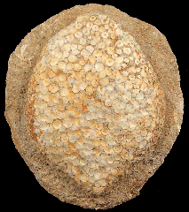 Eodiaphyodus granulosus tooth plate from Morocco