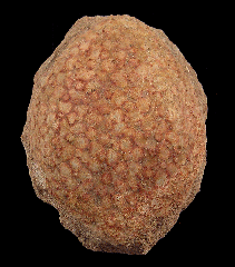 Eodiaphyodus granulosus for sale