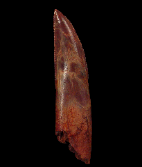 Abelisaurid tooth from Morocco – Large species