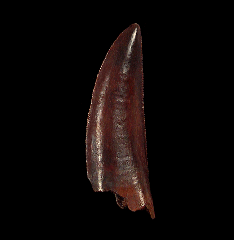 Abelisaur tooth - large species