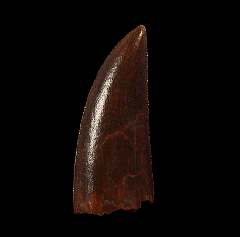 Abelisaur tooth - large species