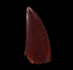 Abelisaurid tooth from Morocco - large species