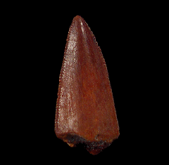 Abelisaur premax tooth - large species