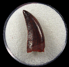 Dromaeosaurid tooth from Morocco