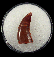 Dromaeosaurid sp. tooth