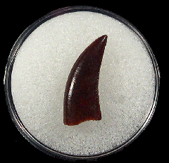 Dromaeosaurid sp. tooth 