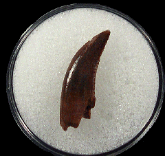 Dromaeosaurid sp. tooth