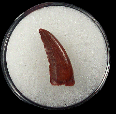 Dromaeosaurid sp. tooth