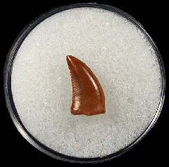 Dromaeosaurid sp.