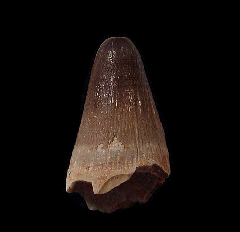 Extra Large Crocodile tooth for sale - Morocco | Buried Treasure Fossils