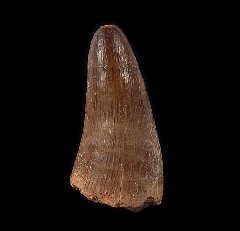 HUGE Crocodilus tooth for sale - Morocco | Buried Treasure Fossils