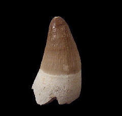 Moroccan crocodile teeth | Buried Treasure Fossils