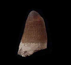 Real Moroccan Crocodile tooth for sale | Buried Treasure Fossils