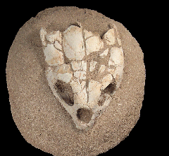 Lytoloma elegans skull from Morocco