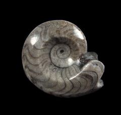 Devonian Goniatites | Buried Treasure Fossils